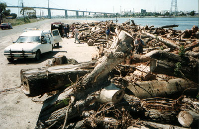 Logs waiting for collection after Albert Park renovations